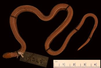 Media type: image;   Herpetology R-19345
